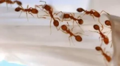 Lupta împotriva furnicii roșii mici în apartament